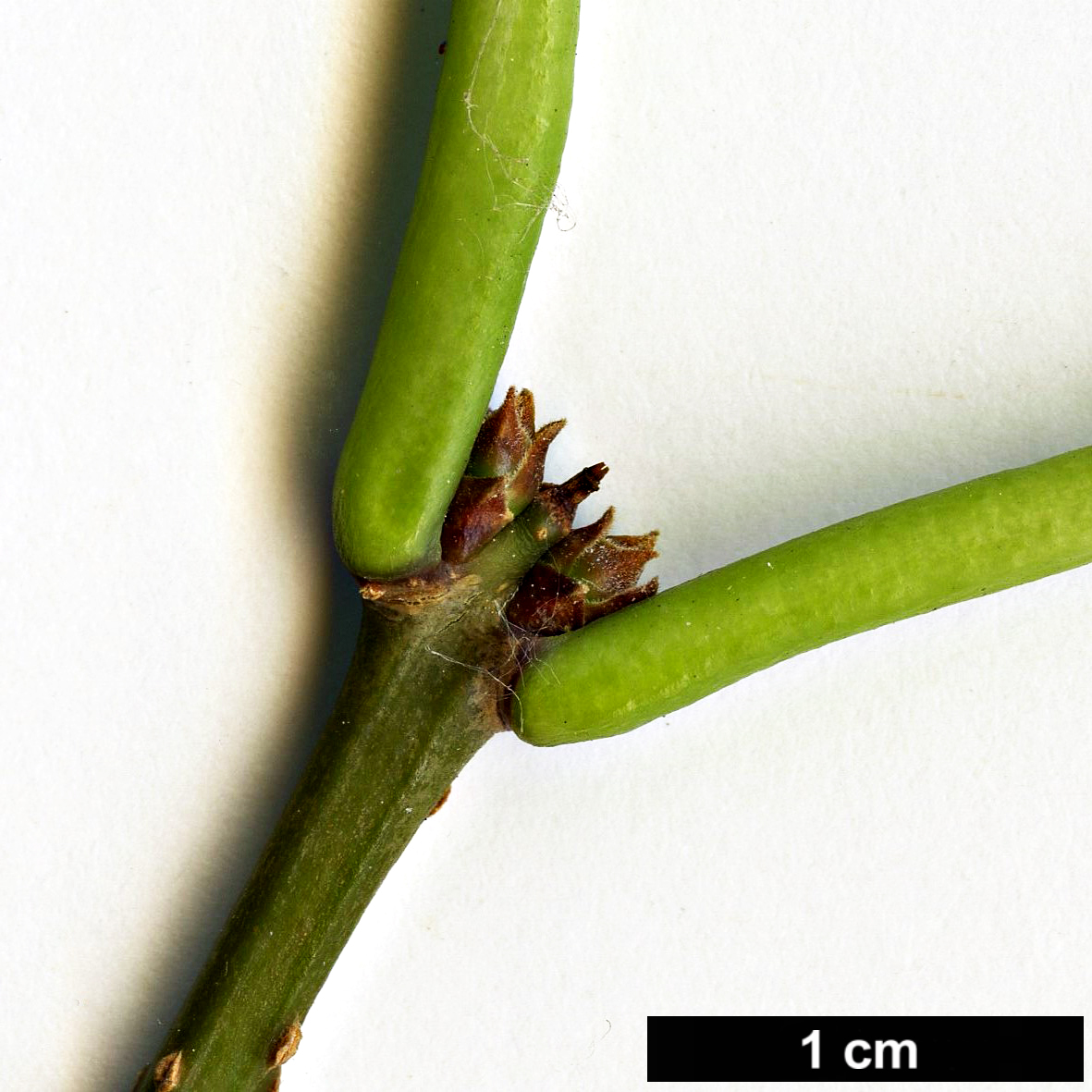 High resolution image: Family: Oleaceae - Genus: Syringa - Taxon: reticulata - SpeciesSub: subsp. amurensis